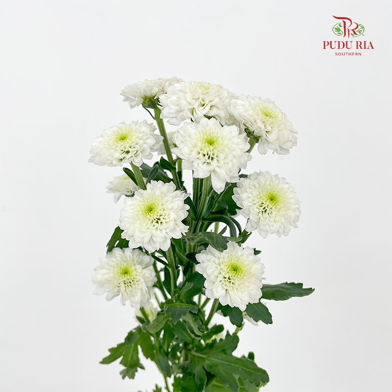 Chrysanthemum Calimero Pompom Miller White - (10-12 Stems)