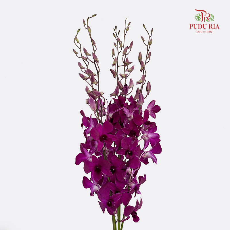 Dendrobium Orchid Dark Purple (XL) - (5 Stems)