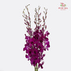 Dendrobium Orchid Dark Purple (XL) - (5 Stems)