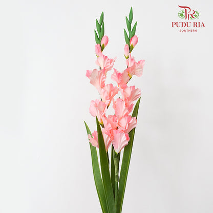 CNY Artificial Gladiolus 92cm - Light Pink (2 Stems)