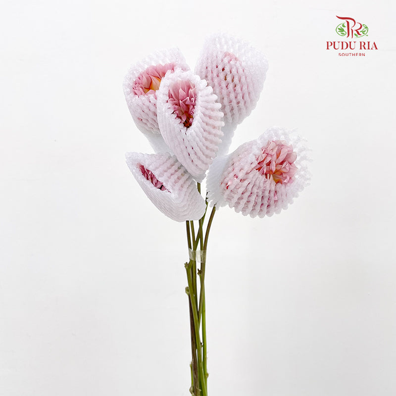 Dahlia Pink - (5 Stems)