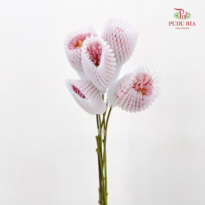 Dahlia Pink - (5 Stems)