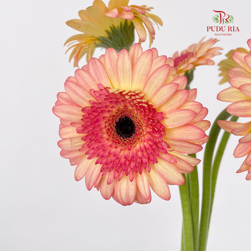Gerbera Mini Prosecco - (5 Stems)