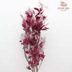 Dry Cotinus Magenta - Pudu Ria Florist Southern
