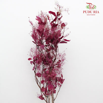 Dry Cotinus Magenta - Pudu Ria Florist Southern
