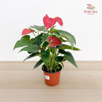 Anthurium Red Bambino