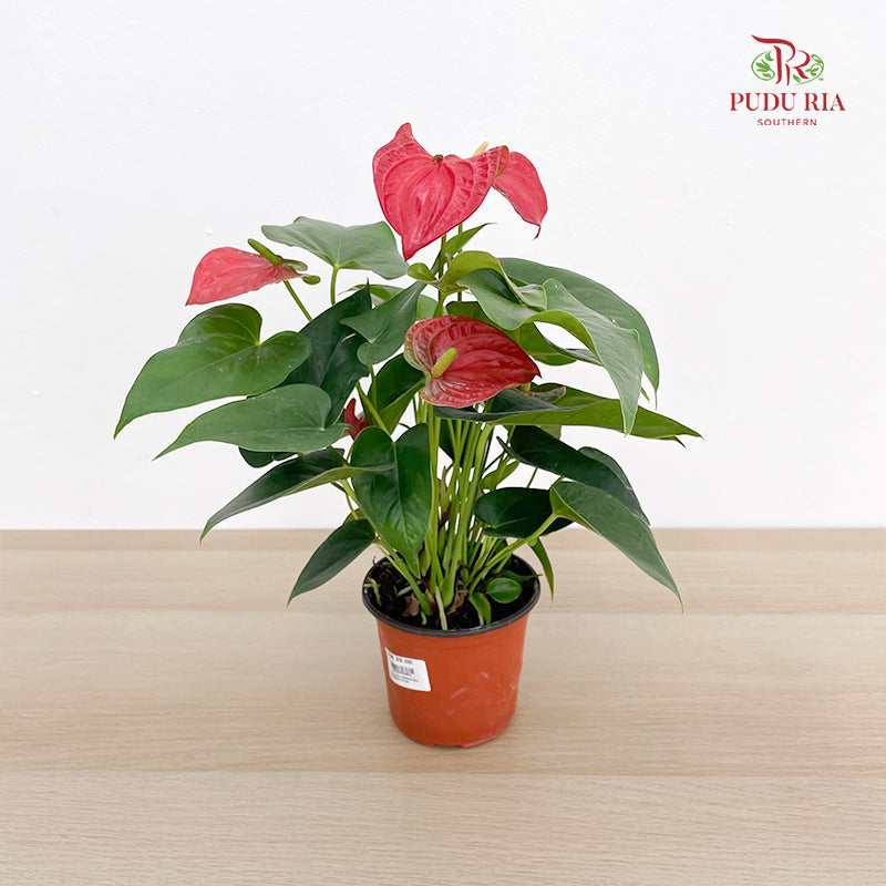 Anthurium Red Bambino
