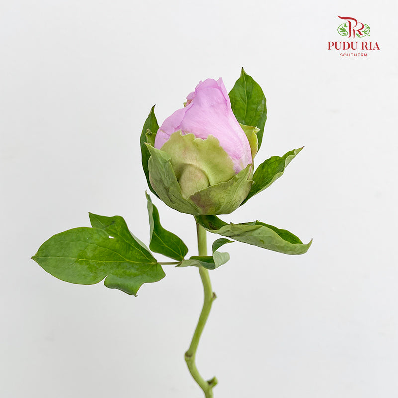 Peony Soft Purple - (5 Stems)