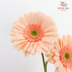 Gerbera Light Peach - (8-10 Stems)