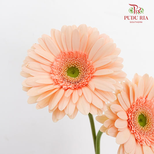 Gerbera Light Peach (8-10 Stems)