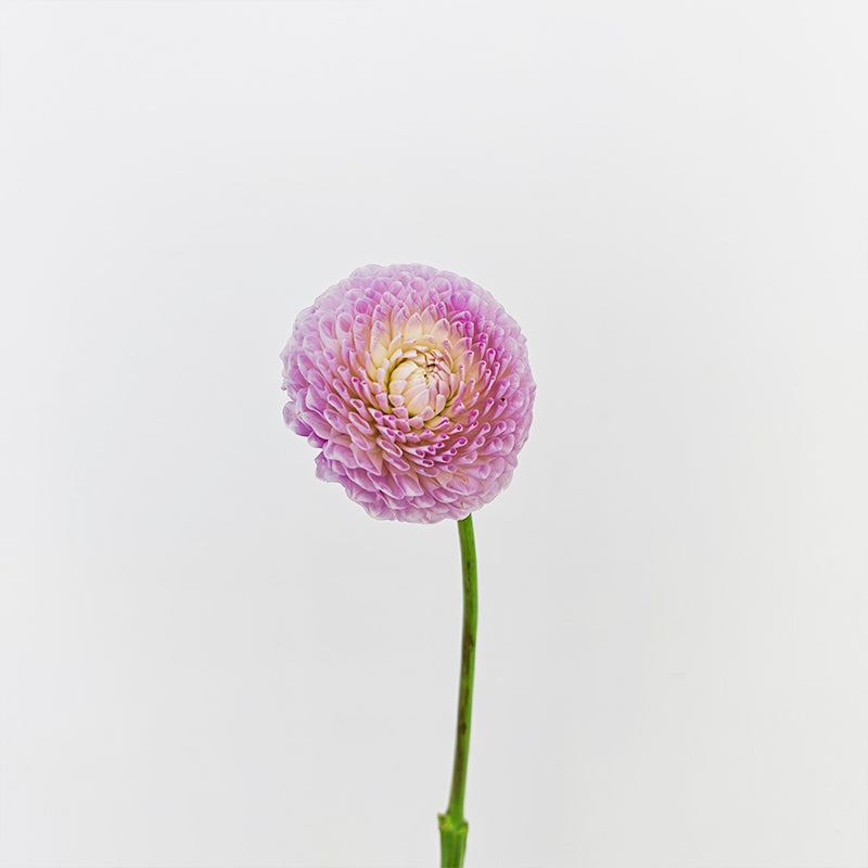 Dahlia Hybrida Megan Dean 梅根迪安大理花 - 5 Stems