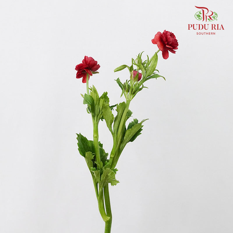 Ranunculus Butterfly Red (8 - 10 Stems) - Pudu Ria Florist Southern