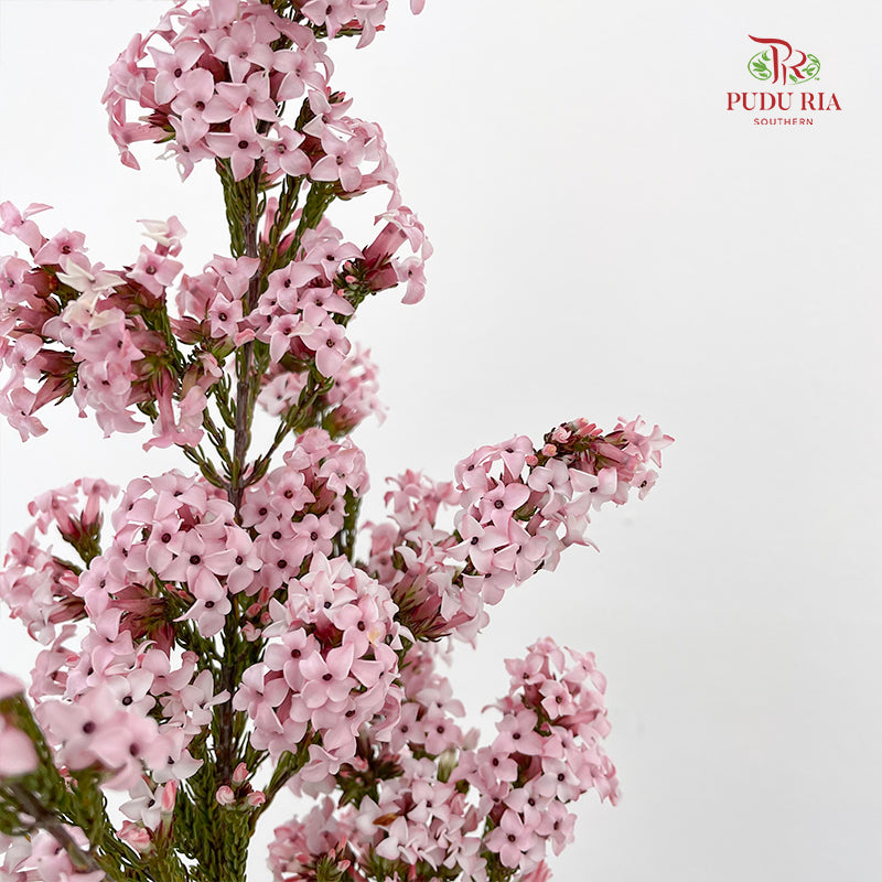 Erica Light Pink - (Per Bundle)