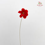 Dry New Wax Flower - Red