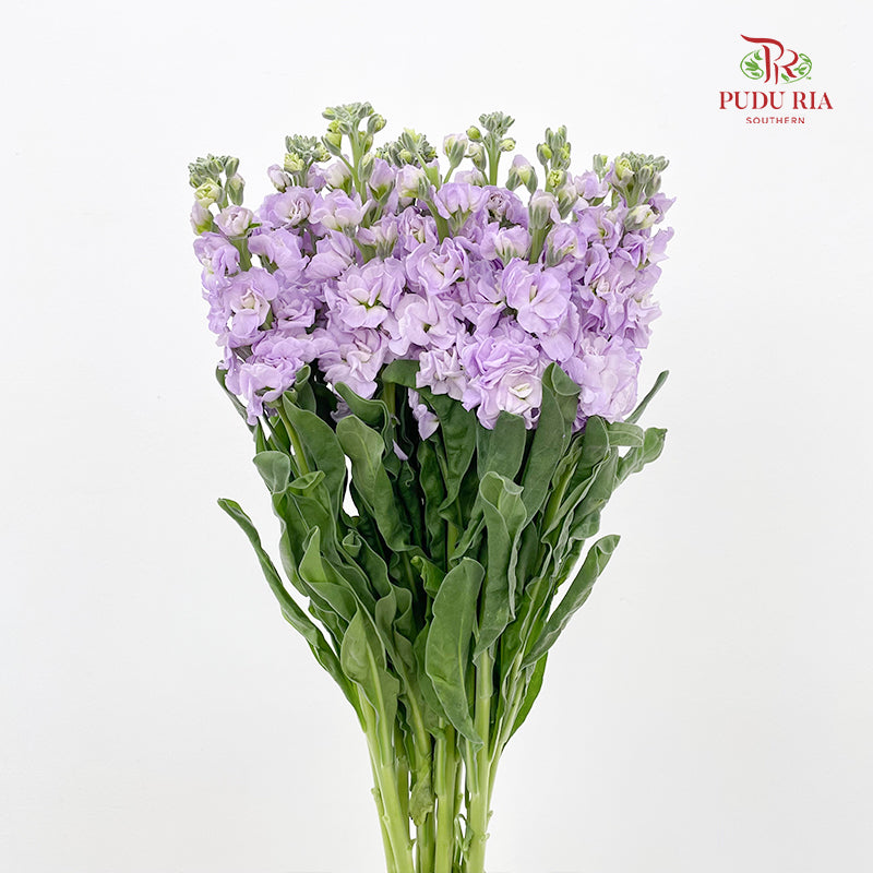 Matthiola Purple 紫罗兰 - (10 Stems)