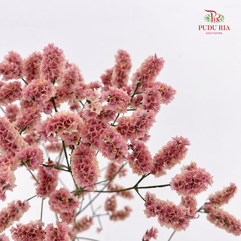 Limonium Sinese Pinkish Red (Caspia) 卡斯比亞 - (2 Stems)