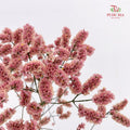 Limonium Sinese Pinkish Red (Caspia) 卡斯比亞 - (2 Stems)