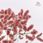Limonium Sinese Pinkish Red (Caspia) 卡斯比亞 - (2 Stems)