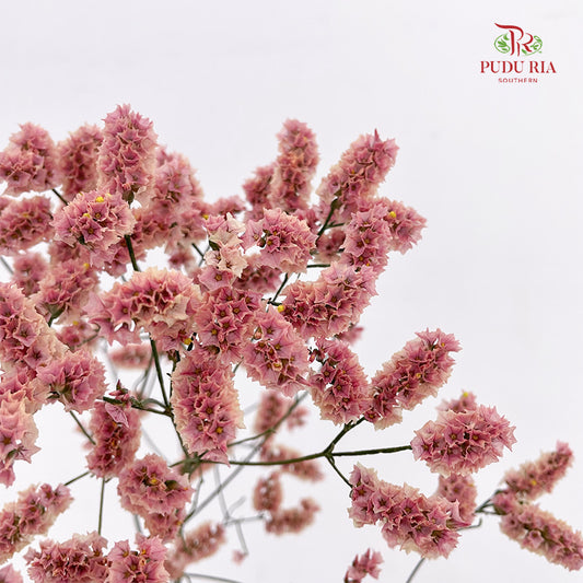 Limonium Sinese Pinkish Red (Caspia) - (2 Stems)