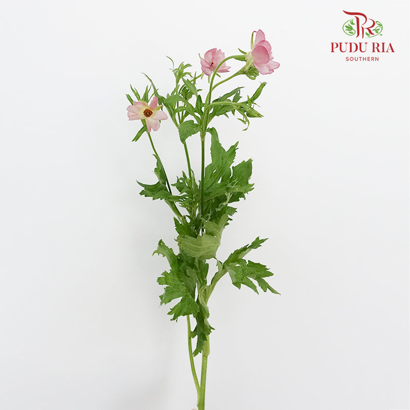 Ranunculus Butterfly Pink (8 - 10 Stems) - Pudu Ria Florist Southern