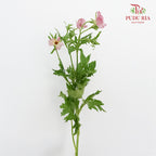 Ranunculus Butterfly Pink (8 - 10 Stems) - Pudu Ria Florist Southern