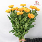 Net Mum Chrysanthemum Light Orange (10-12 Stems) - Pudu Ria Florist Southern