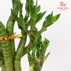 Thousand Hand Bamboo Dragon 50cm 龙头竹