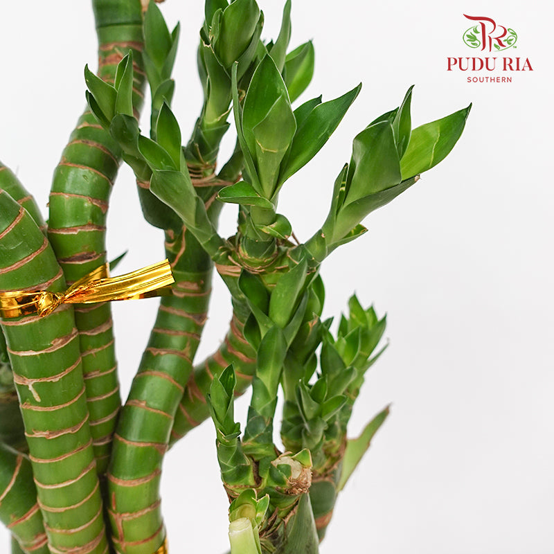 Thousand Hand Bamboo Dragon 50cm 龙头竹