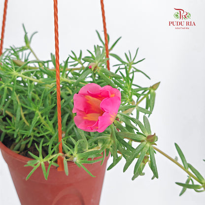 Portulaca Grandiflora (Japanese Rose)