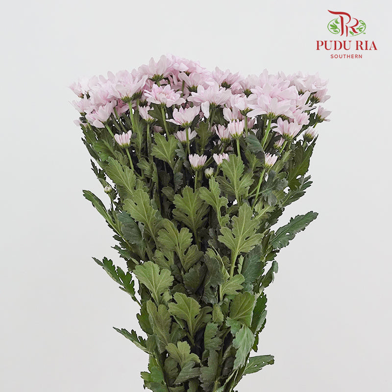 Chrysanthemum Pompom Light Pink 1 - (10-12 Stems)