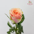 Rose Diwella (8-10 Stems) - Pudu Ria Florist Southern