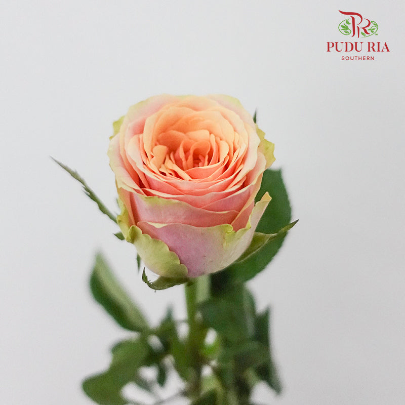 Rose Diwella (8-10 Stems) - Pudu Ria Florist Southern