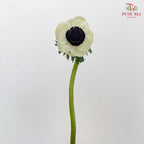 Anemone Hupehensis White 银莲花 - (Per Bundle)