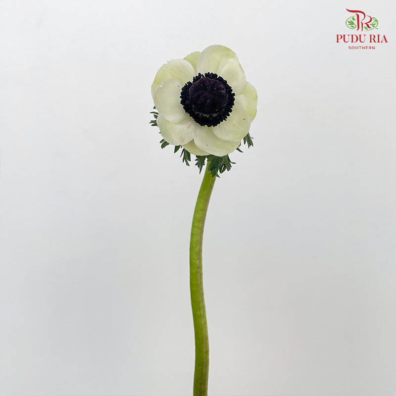 Anemone Hupehensis White 银莲花 - (Per Bundle)