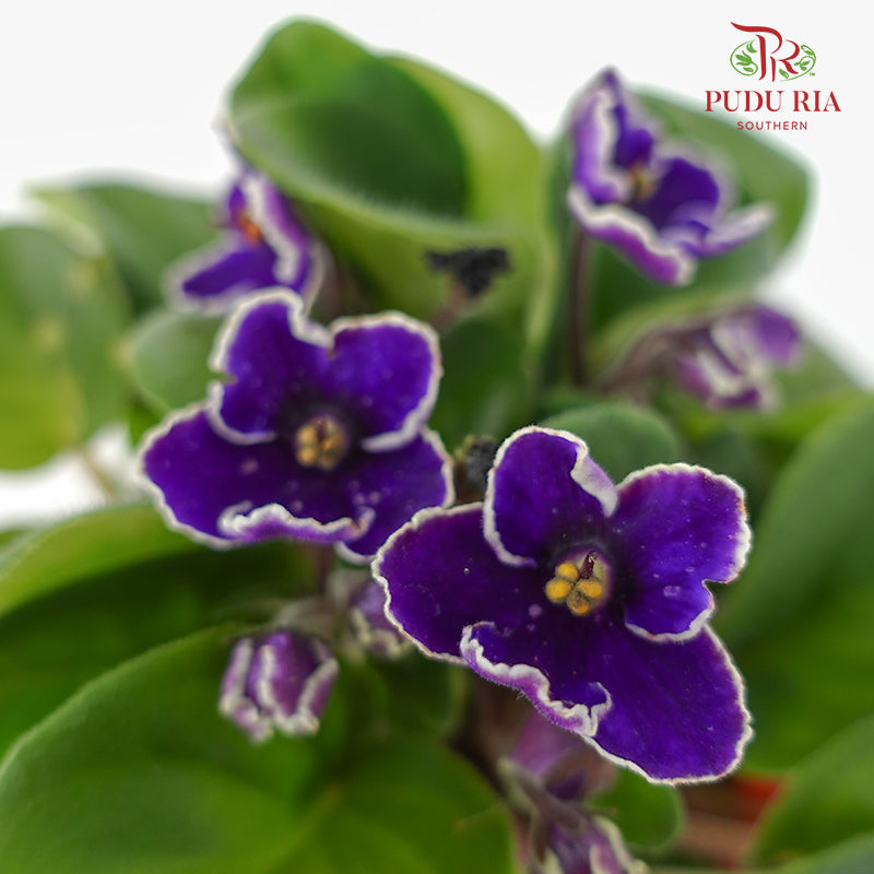 JH Saintpaulia Purple / White Line - Pudu Ria Florist Southern