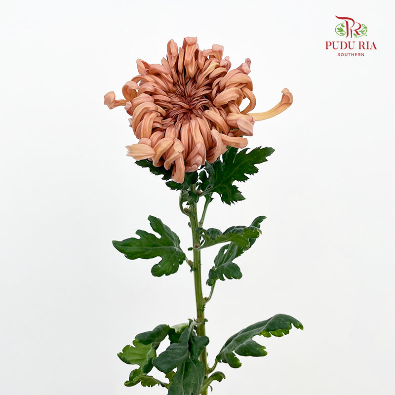 Chrysanthemum Vienna - (5 Stems)