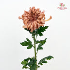 Chrysanthemum Vienna - (5 Stems)