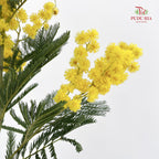Mimosa Dennis Boden 银荆 - (Per Bundle)