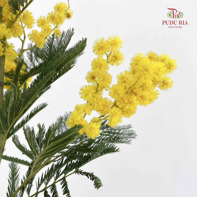 Mimosa Dennis Boden 银荆 - (Per Bundle)