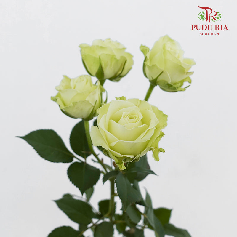 Rose Spray Jiang - (8-10 Stems)