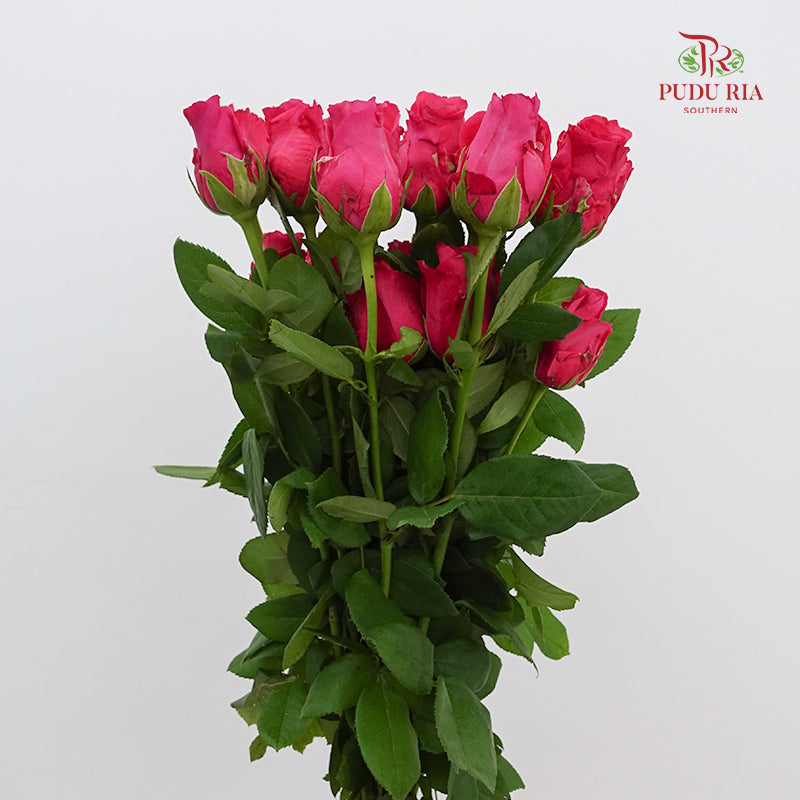 Rose Hot Pink (19-20 Stems)