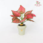 CNY Potted Plant Arrangement 2024#36