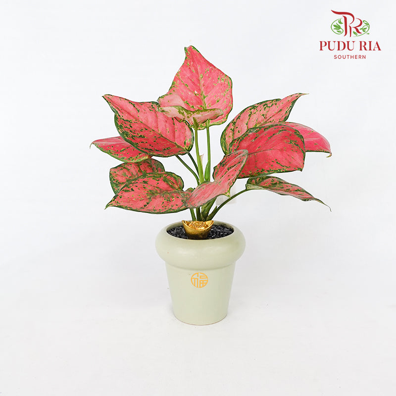 CNY Potted Plant Arrangement 2024#36