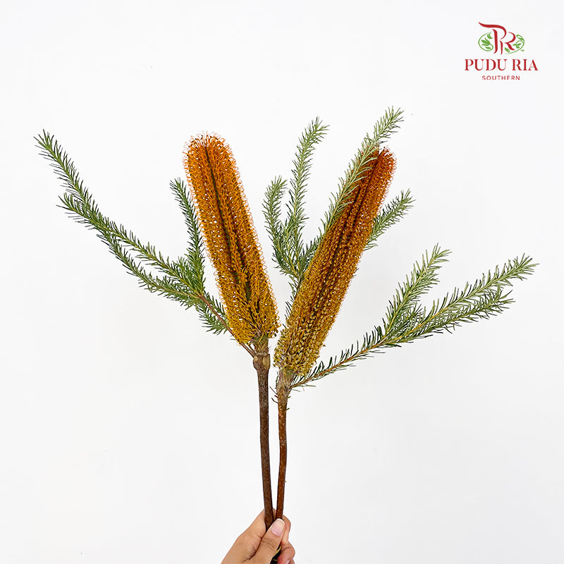 Banksia Orange 佛塔树 - (2 Stems)