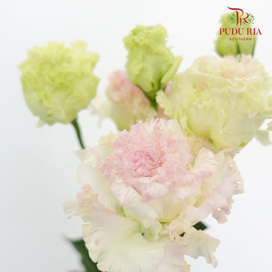 Eustoma Ice Cream 12-15 Stems) - Pudu Ria Florist Southern