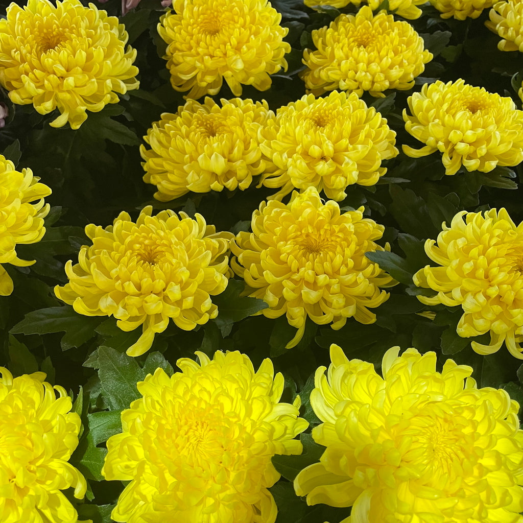 Chrysanthemum Pom-Pom 150P 菊花 2025