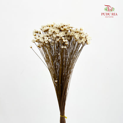 Dry Little Star Flower