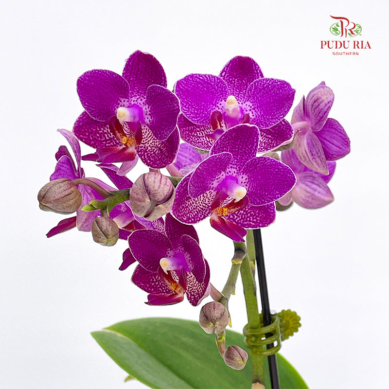 Phalaenopsis Orchid Purple Speckle Double Stem Small
