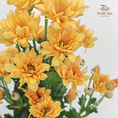 Chrysanthemum Pompom Daisy Light Orange 1 - (10-12 Stems)