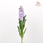 Matthiola Purple 紫罗兰 - (10 Stems)